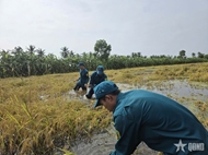 Ca Mau: Militia force helps local residents harvest flooded rice